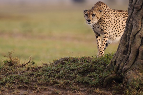 Foto-Wolff-Foto des Monats April 2020: Gepard in der Masai Mara in Kenia, von Kirsten Wolff