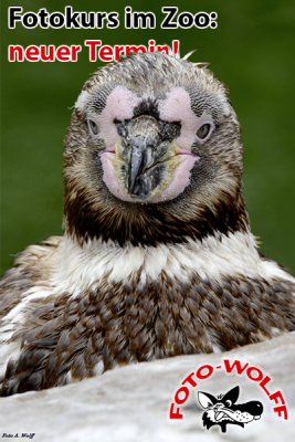 Fotokurs Tierfotografie im Zoo Krefeld mit Foto Wolff 