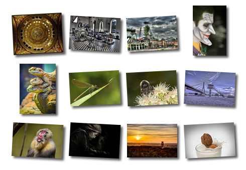 Collage aller Fotograf des Monats-Fotos von 2014
